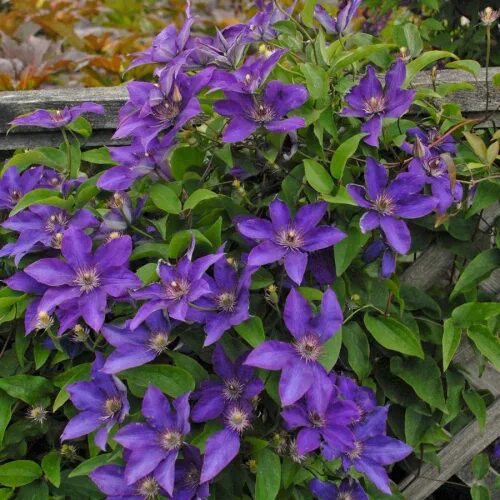 Клематис президент описание фото отзывы Клематис (Clematis The President C2). Остаток шт 8