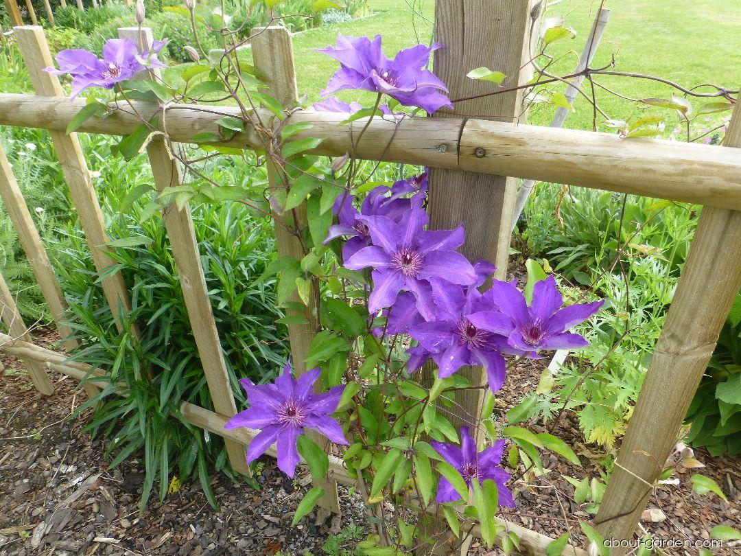 Клематис президент описание фото отзывы Photo clematis The President About-garden.com