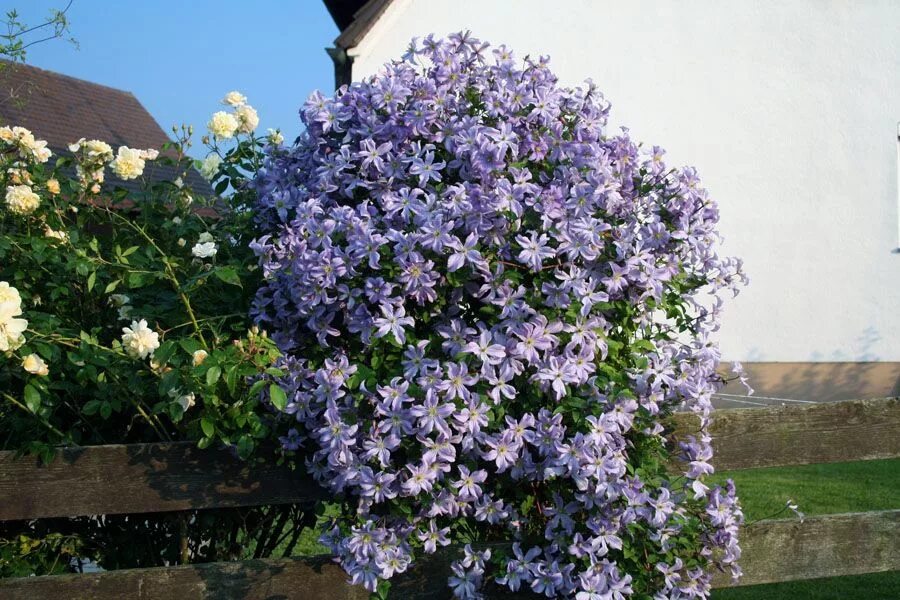 Клематис принц чарльз фото Clematis viticella 'Prince Charles' - Clematis Herian Clematis, Garten