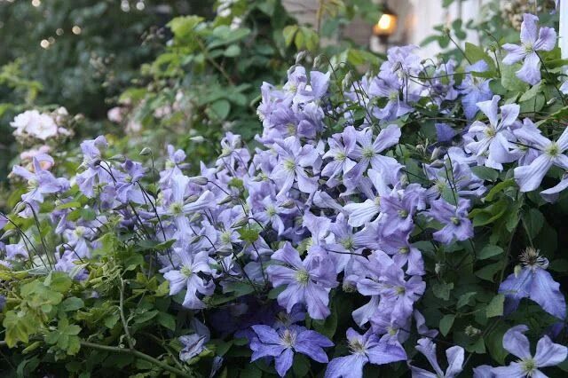 Клематис принц чарльз фото Kärleksstigen Clematis armandii, Flower garden