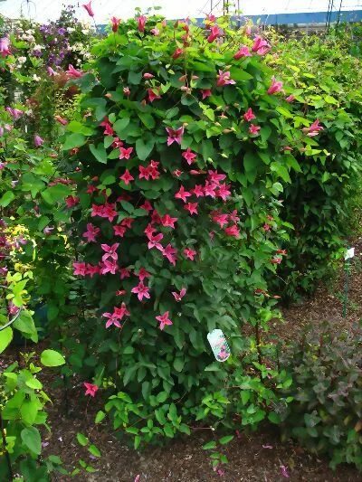 Клематис принцесса диана фото и описание Princess Diana' Clematis zone4 Clematis, Clematis texensis, Planting flowers
