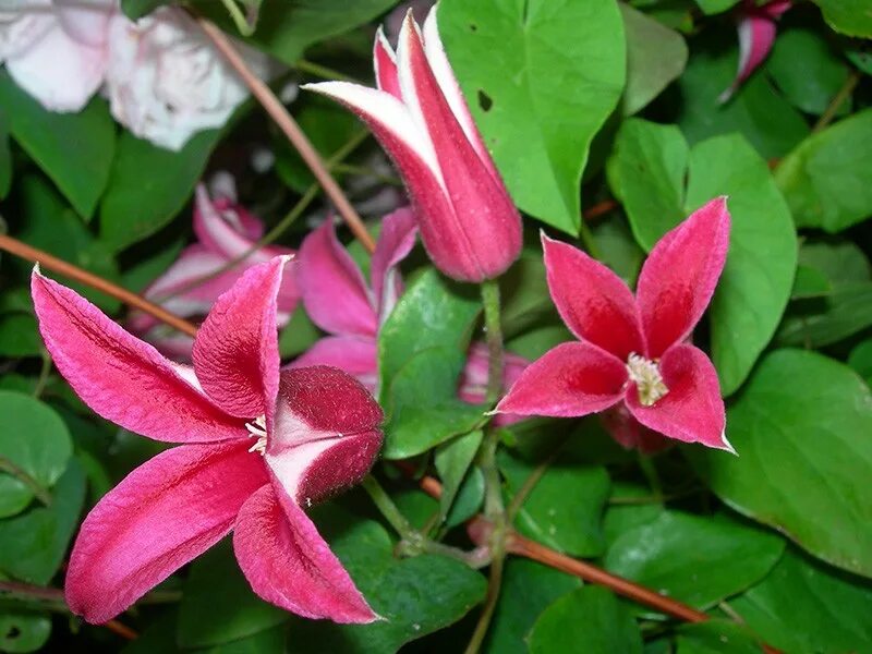 Клематис принцесса диана фото и описание CLEMATIS PRINCESS DIANA AGM - Website of Camolin Potting Shed, Camolin, Wexford,