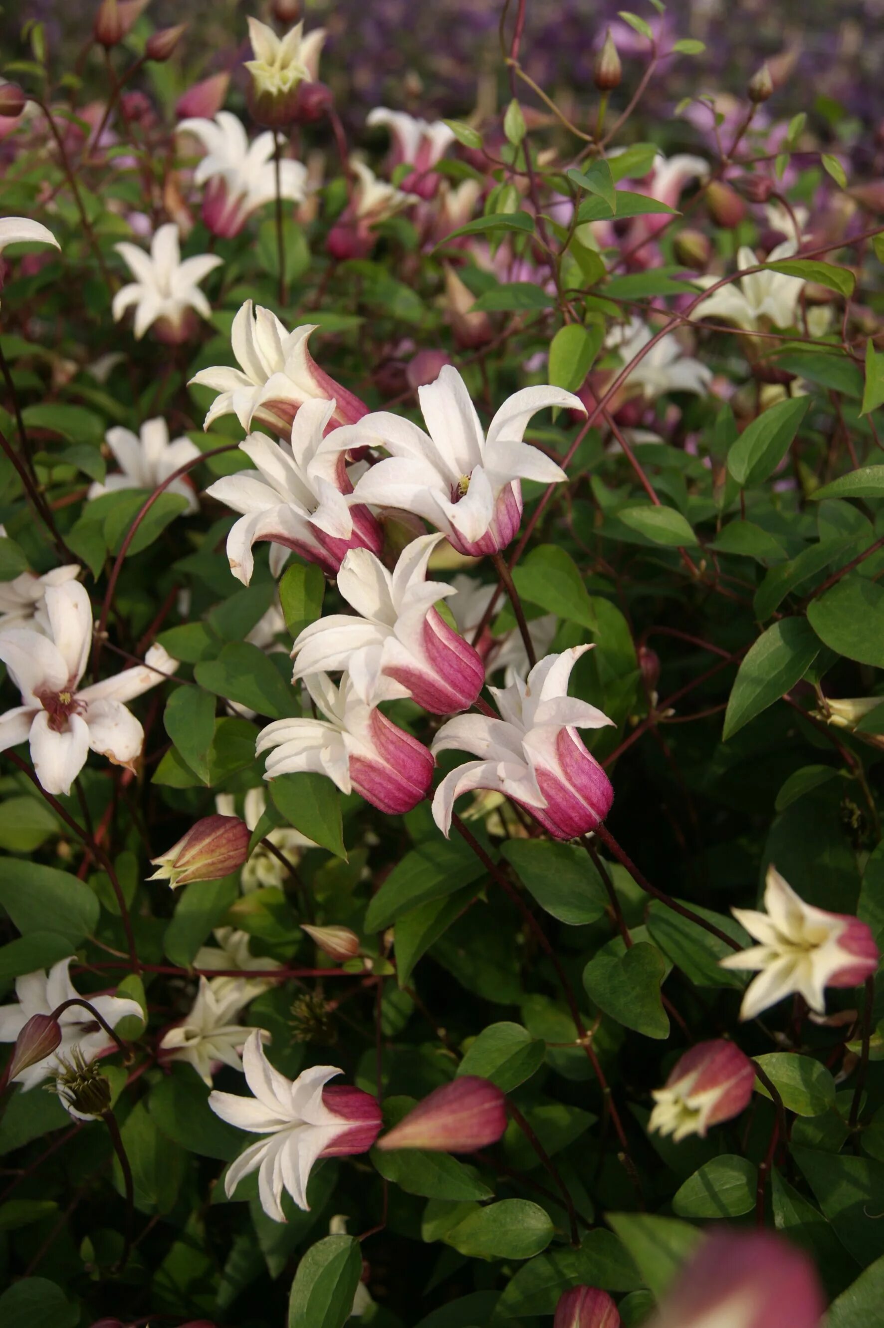 Клематис принцесса кейт фото Clematis PRINCESS KATE 'Zoprika' - photo: J. ... Beau jardin de fleurs, Fleurs e