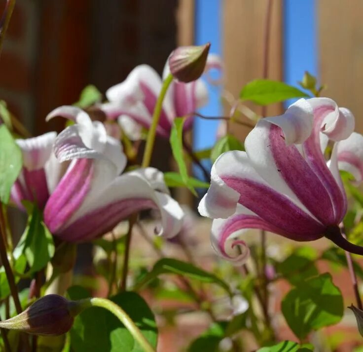 Клематис принцесса кейт фото Clematis texensis 'Princess Kate' Clematis, Clematis texensis, Princess kate