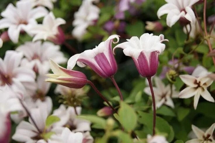 Клематис принцесса кейт фото Clematis texensis 'Princess Kate' Clematis texensis, Clematis, Princess kate