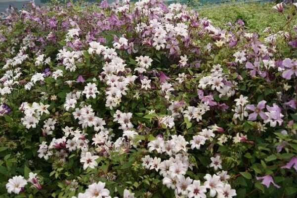 Клематис принцесса кейт фото Clematis Princess Kate in garden Clematis, Princess kate, Garden oasis