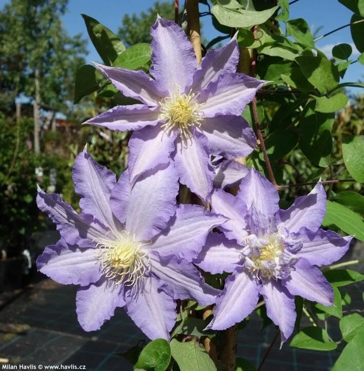 Клематис пропертиус фото Клематис гибридный Тирислунд (Clematis hybriden Thyrislund) купить в спб лисий н