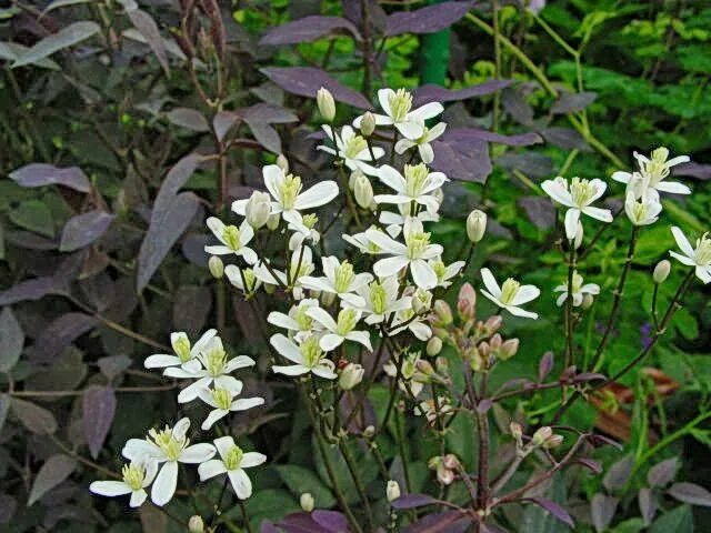 Клематис прямостоячий фото Clematis recta 'Purpurea'© Ton Hannink