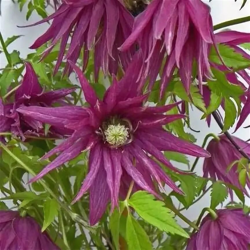 Клематис пурпле дрим фото Clématite macropetala Octopuss ® 'Zooct' Clematite, Jardins, Arbuste