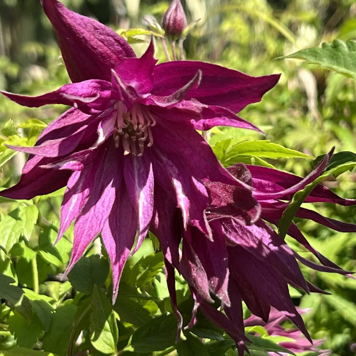 Клематис пурпле дрим фото Клематис альпийский Перпл Сюрпрайз (Clematis alpina Purple Surprise) 5-6 л конте