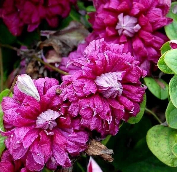 Клематис пурпуреа фото и описание сорта Клематис (Clematis Purpurea Plena Elegans), цена в Перми от компании Питомник Ма
