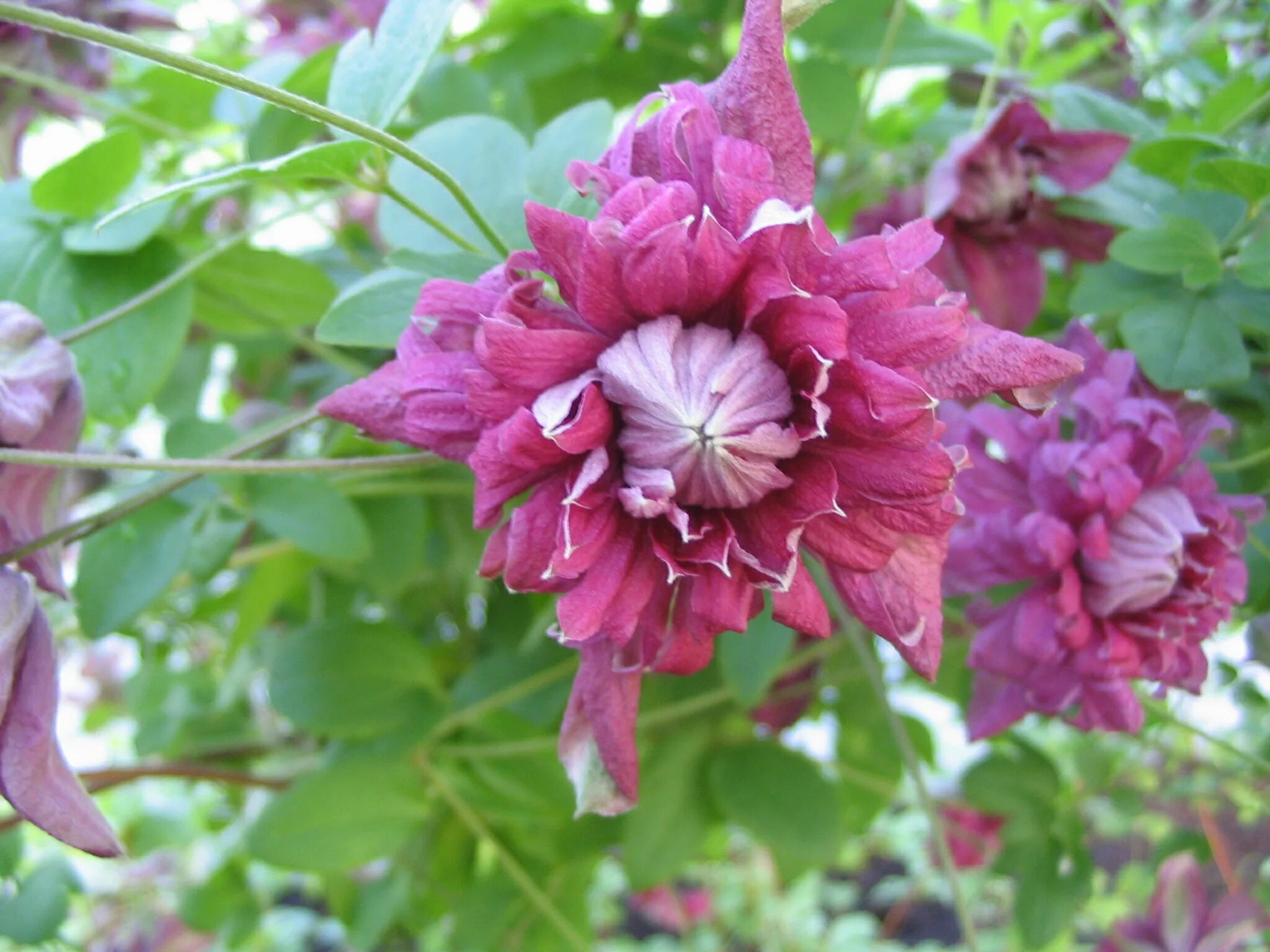 Клематис purpurea plena elegans фото Клематис пурпуреа плена элеганс - CormanStroy.ru