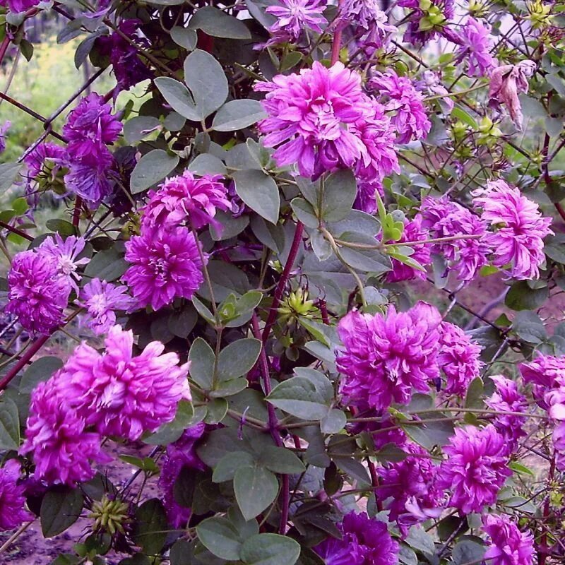 Клематис purpurea plena elegans фото № 9 Clematis Purpurea Plena Elegans I