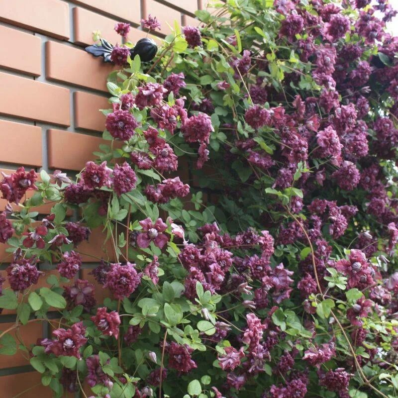 Клематис purpurea plena elegans фото Клематис пурпуреа плена фото и описание: найдено 89 изображений