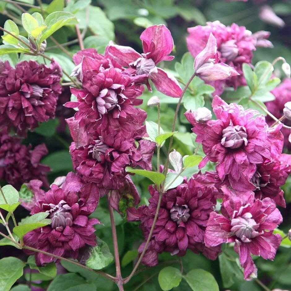 Клематис purpurea plena elegans фото Clematis 'Purpurea Plena Elegans' - clematis (group 3) (syn. Clematis viticella 