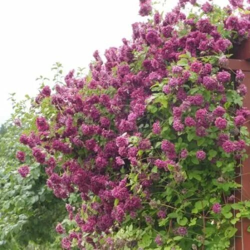 Клематис purpurea plena elegans фото Саженцы клематиса пурпуреа плена элеганс купить в Москве по цене от 1700 рублей