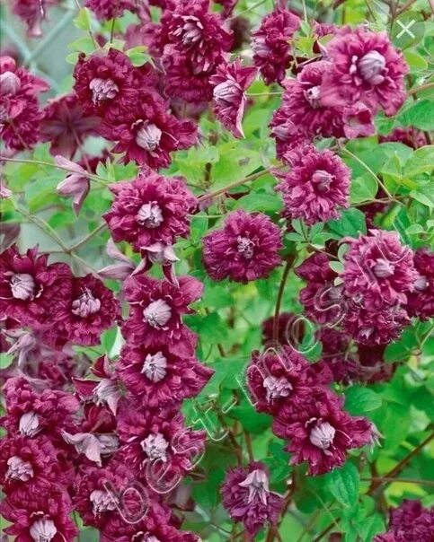 Клематис purpurea plena elegans фото В продаже клематис Пурпуреа Плена Элеганс из Каталога многолетников . Годовалый 