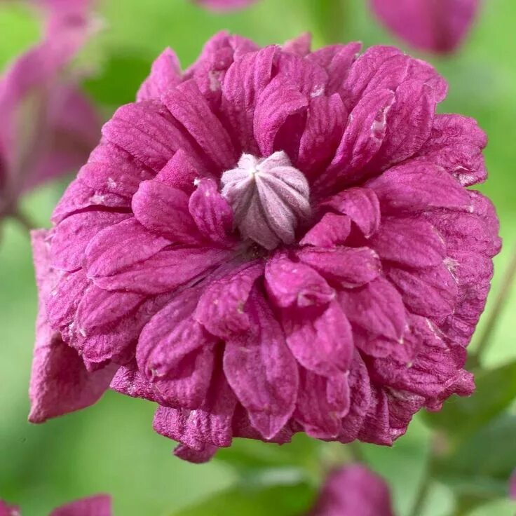 Клематис purpurea plena elegans фото Клематис Пурпуреа Плена Элеганс в коробке ЦО в Москве и области - купить по низк