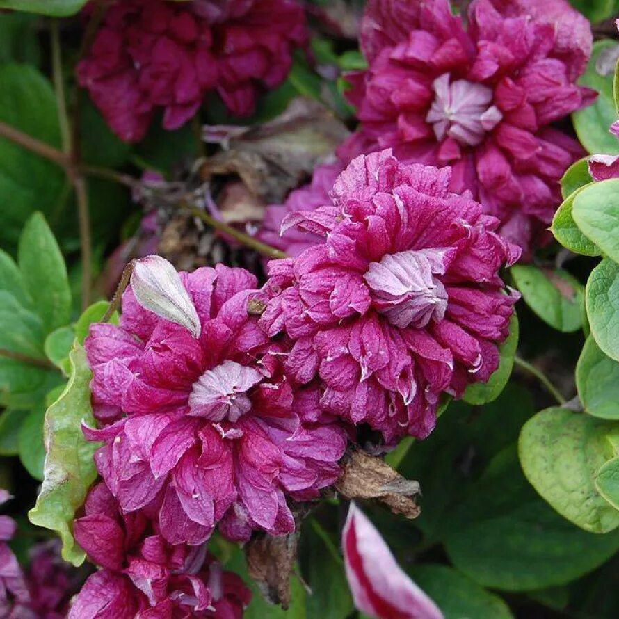 Клематис purpurea plena elegans фото Клематис ПУРПУРЕА ПЛЕНА ЭЛЕГАНС горшок Р9 купить в Садовом Дворике с доставкой п