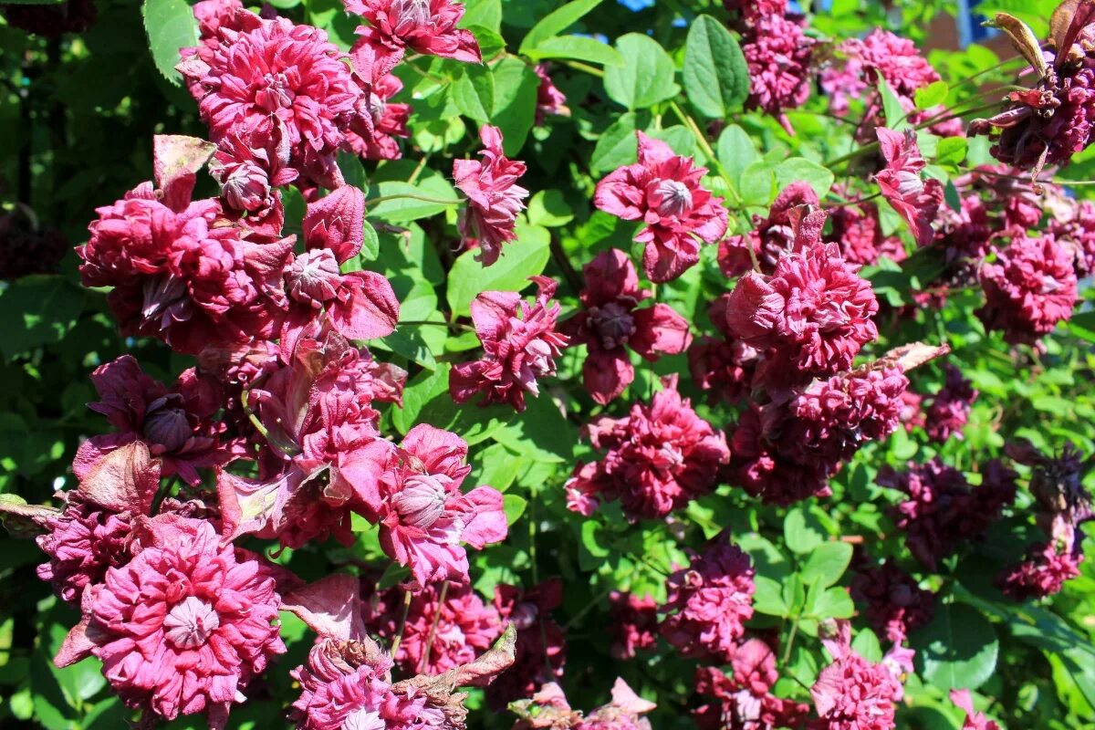 Клематис purpurea plena elegans фото Клематис "Пурпуреа Плена Элеганс" - не крупный, но завораживающий!