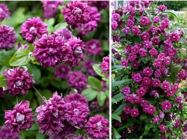 Клематис purpurea plena elegans фото Клематис фиолетовый" Пурпуреа Плена Элеганс" - Саженцы