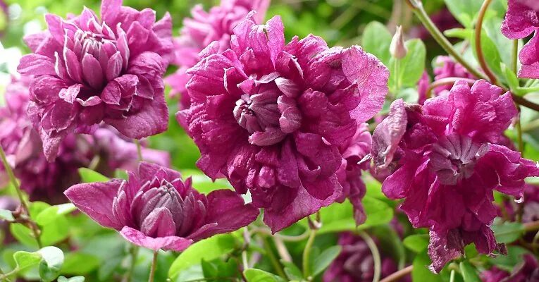 Клематис purpurea plena elegans фото Clematis viticella "Purpurea Plena Elegans": Fassadengruen