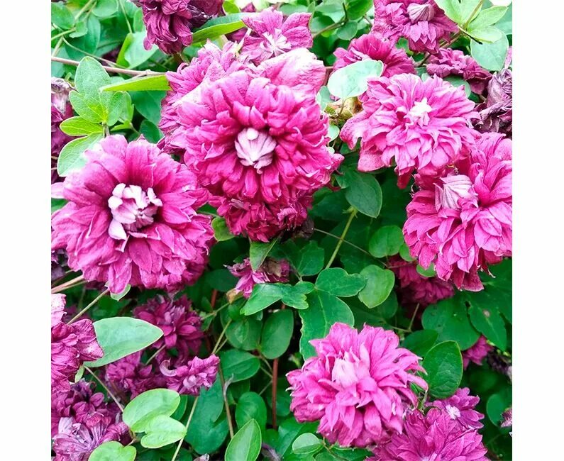 Клематис purpurea plena elegans фото Клематис Пурпуреа Плена Элеганс 200см Поиск купить в интернет-магазине sadovy.ru