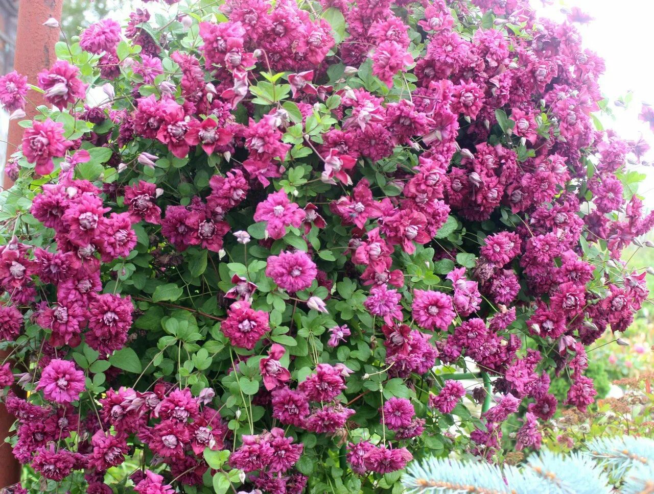 Клематис purpurea plena elegans фото Клематис ПУРПУРЕА ПЛЕНА ЭЛЕГАНС - Питомник растений Владимира Овчинникова