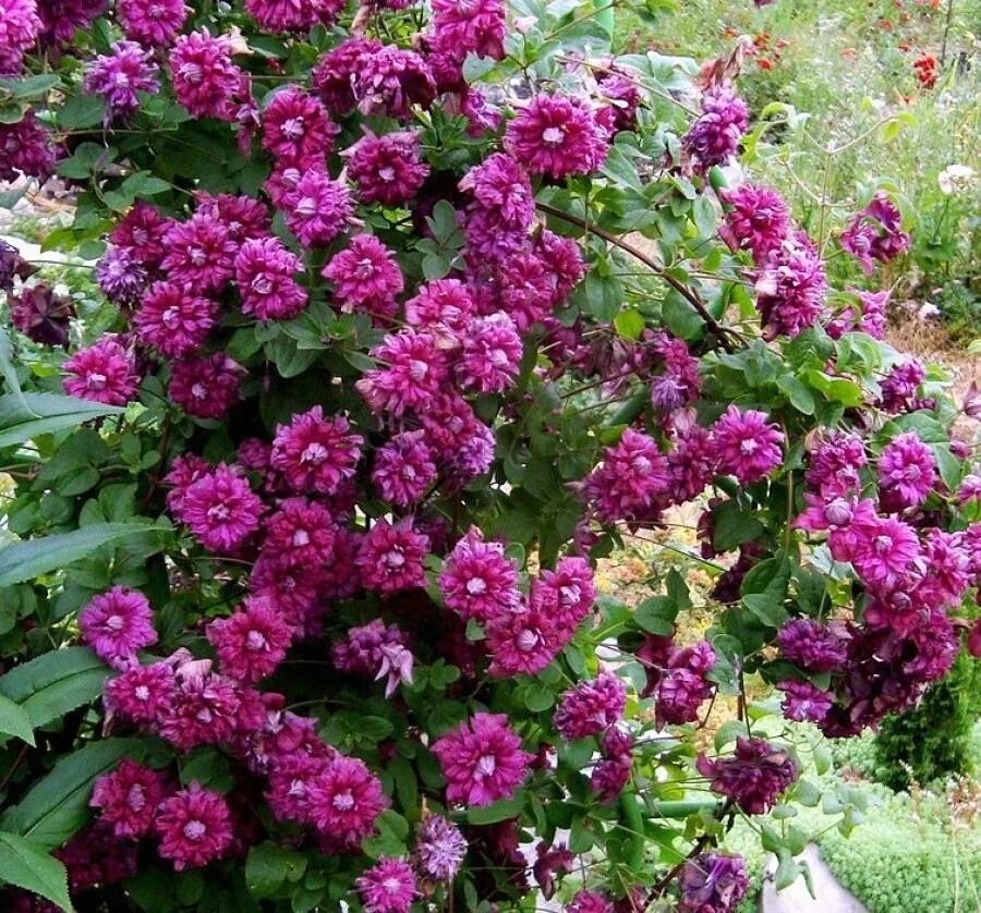 Клематис purpurea plena elegans фото Клематис ПУРПУРЕА ПЛЕНА ЭЛЕГАНС - Питомник растений Владимира Овчинникова