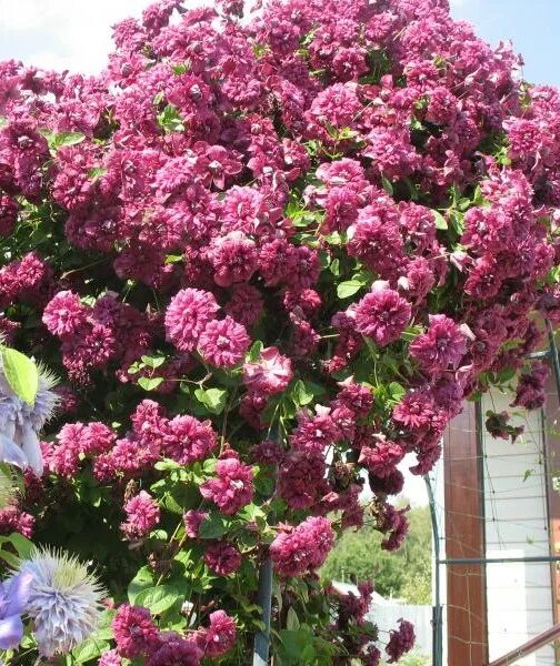 Клематис purpurea plena elegans фото Клематис пурпуреа плено элеганс - 2 (Лена Рудова) / Стихи.ру