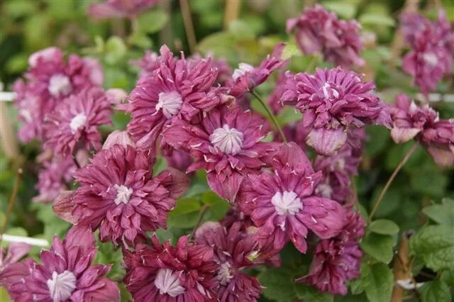 Клематис purpurea plena elegans фото Пурпуреа Плена Элеганс Клематис. Товары для сада и огорода