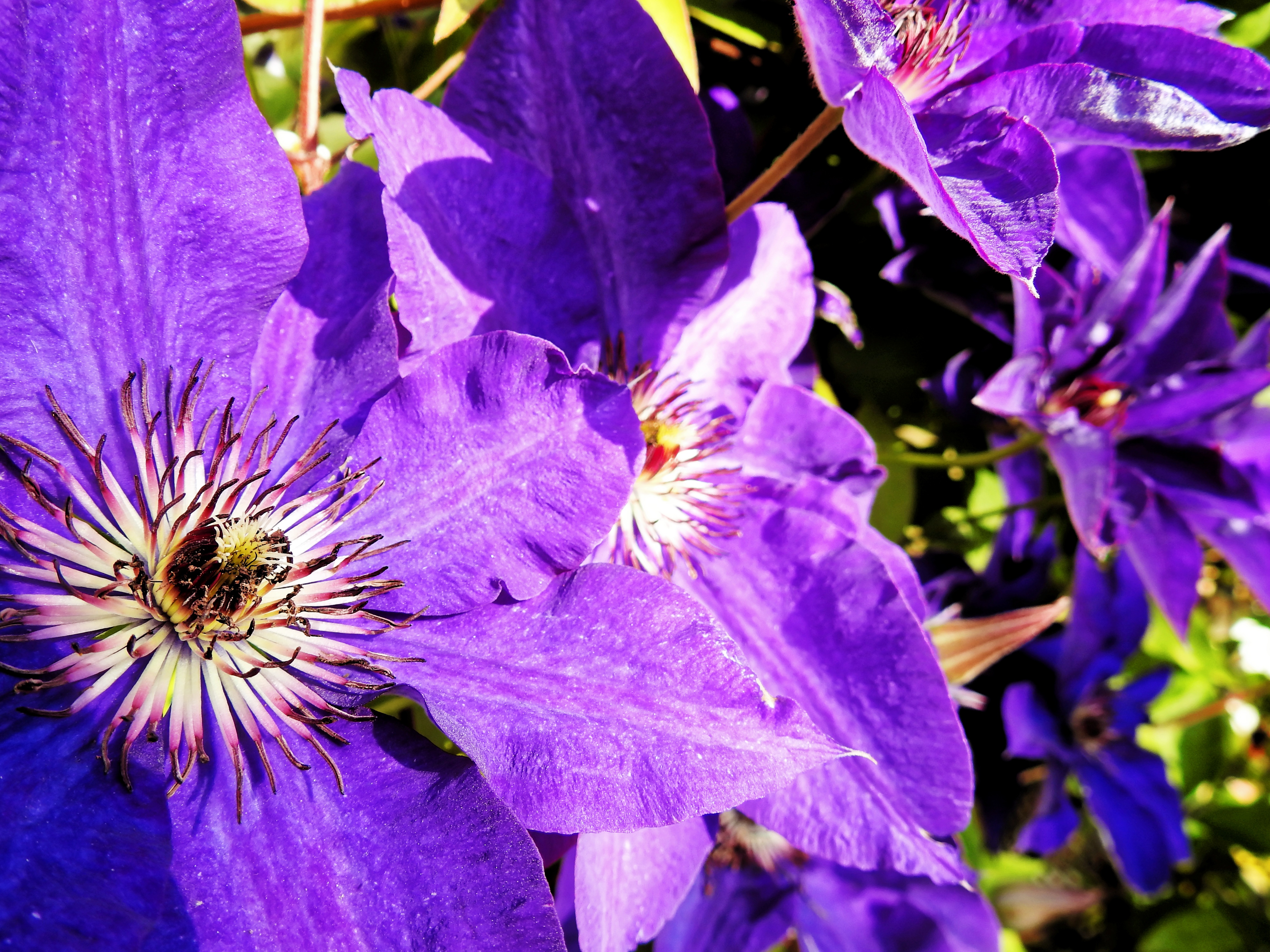 Клематис пурпурный фото Violet clematis blossoms free image download