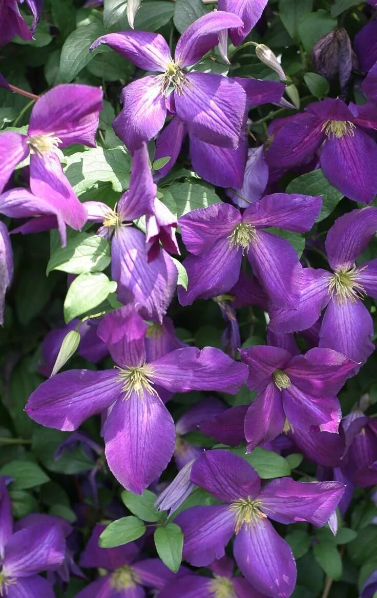 Клематис пурпурный фото Happy Jack ® Purple - Clematis x Purple clematis, Clematis vine, Purple flowerin