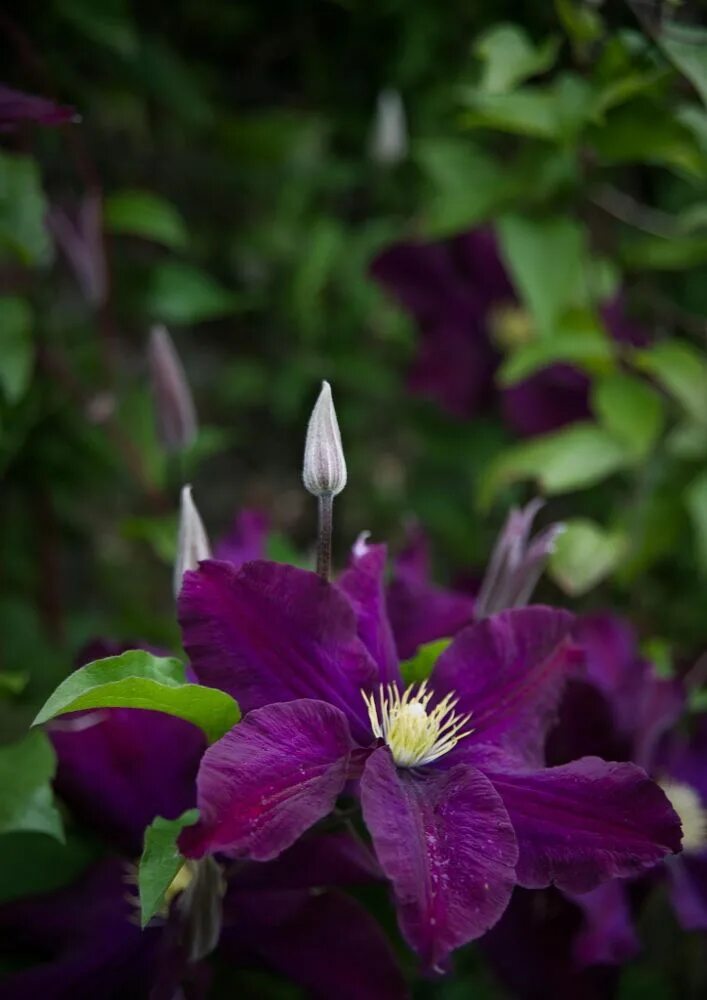 Клематис пурпурный фото Pin on Purple Flowers