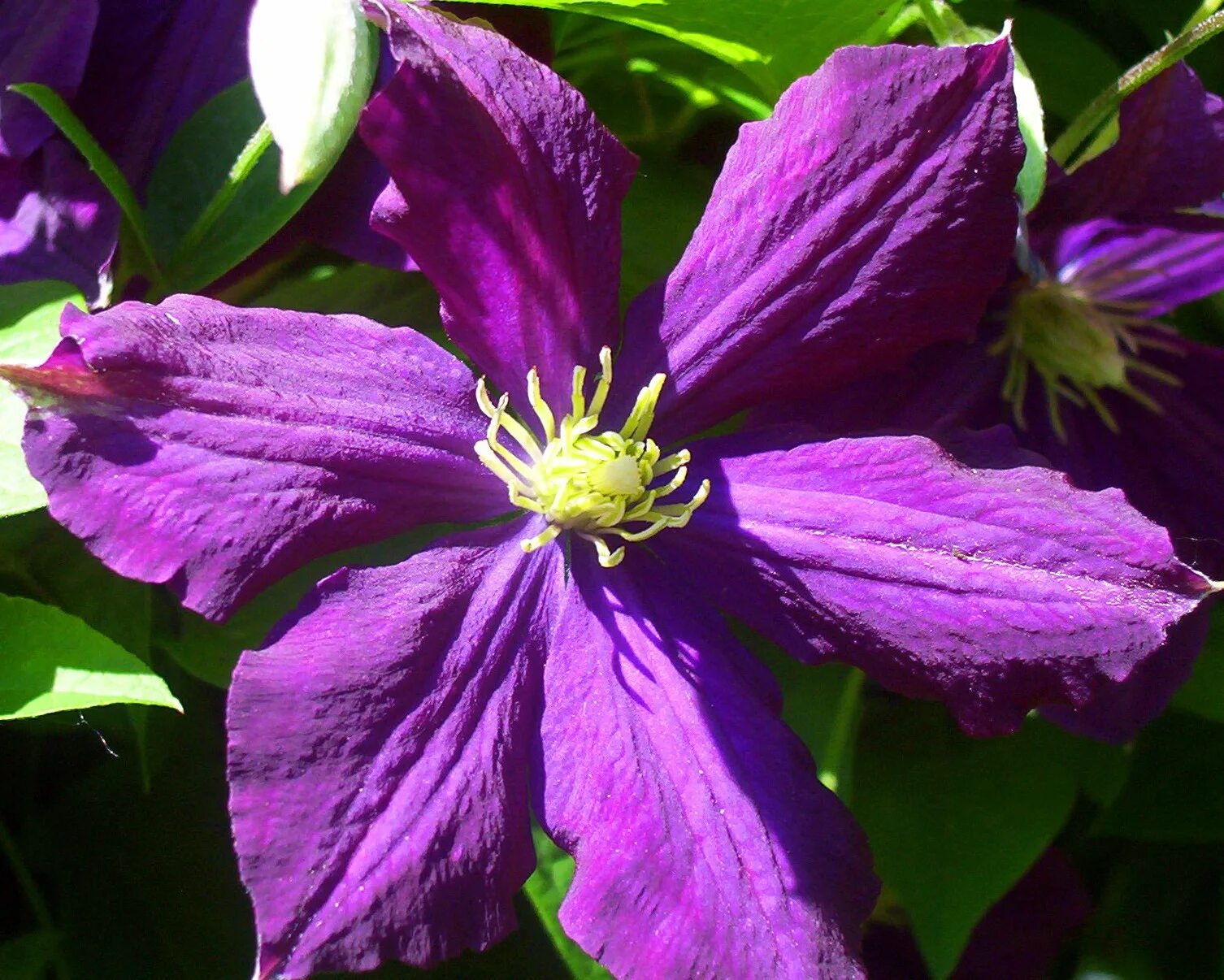 Клематис пурпурный фото Clematis flower violet purple free image download