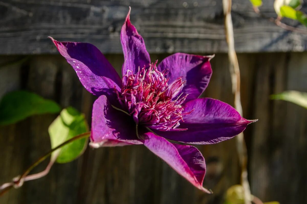 Клематис пурпурный фото Growing clematis for abundant blooming: first steps count most