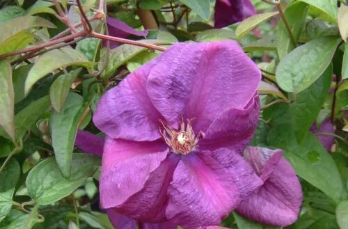 Клематис рахварин фото Clematis_Rahvarinne