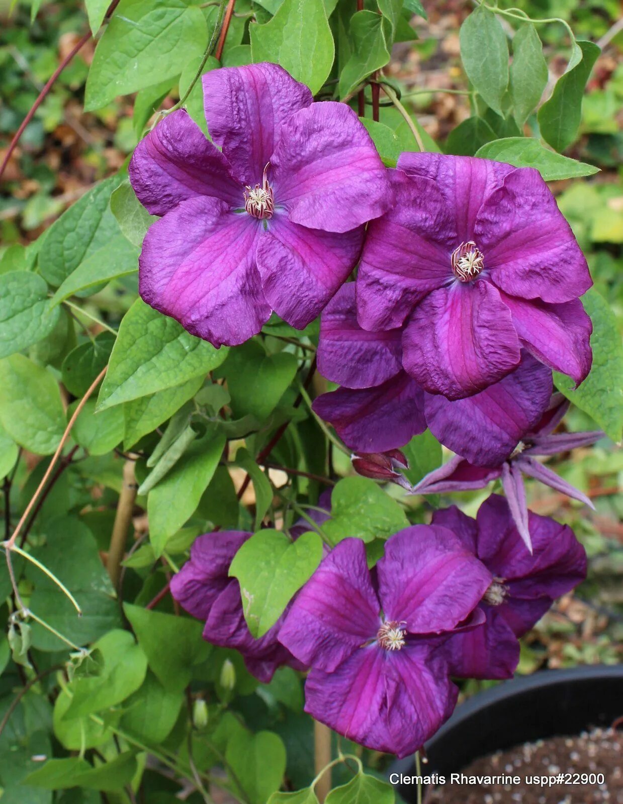 Клематис рахварин фото Vibrant Purplish-Red Clematis Flower - Beautiful and Prolific