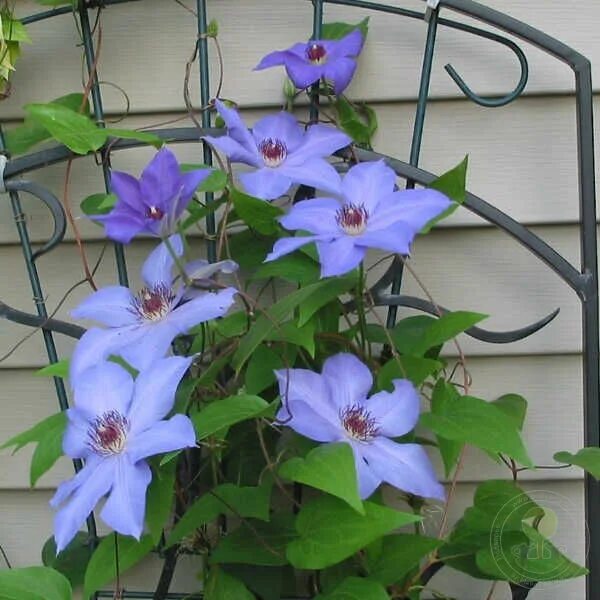 Клематис рамона фото Клематис Рамона / Гибрид Зибольда (Clematis Ramona / Hybrida Sieboldii) купить в