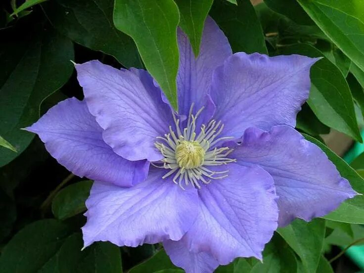 Клематис рамона фото Clematis 'Will Goodwin' - Plant Finder Plant finder, Clematis, Plants