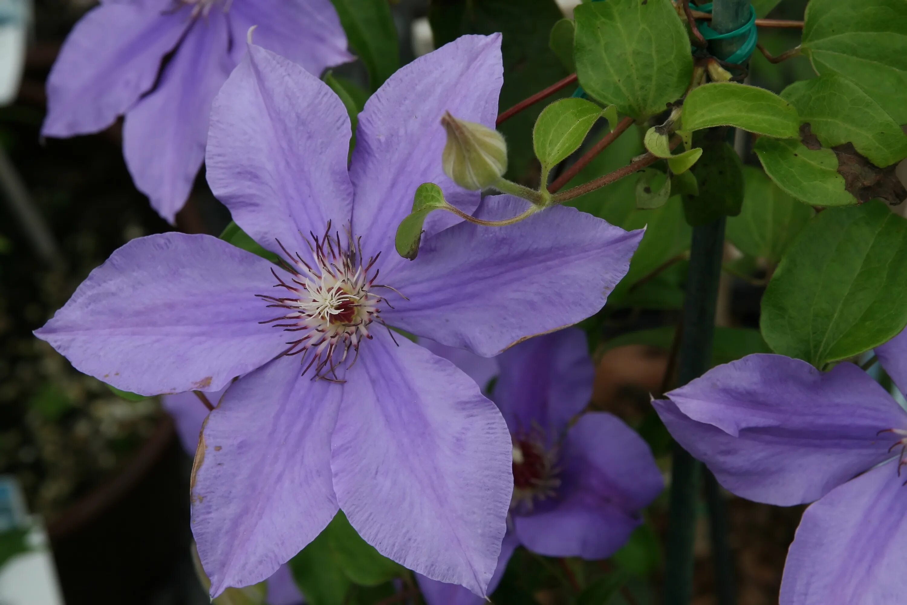 Клематис рамона фото File:Clematis Ramona 1zz.jpg - Wikimedia Commons