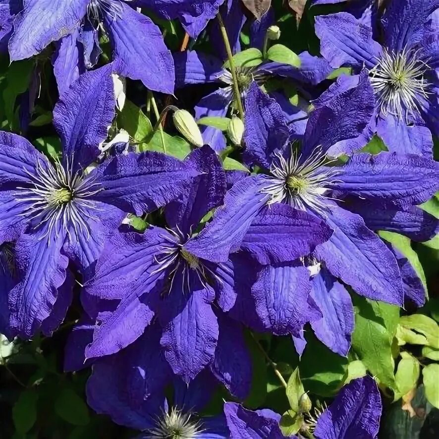 Клематис рапсодия фото Clematis 'Rhapsody' Clematis, Clematis plants, Flower show