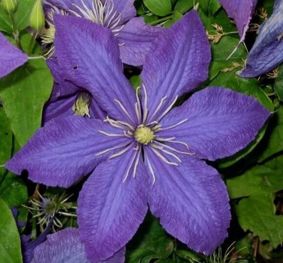 Клематис рапсодия фото Small Magical Garden Spaces on Instagram: "Clematis Rhapsody Brilliant in a smal