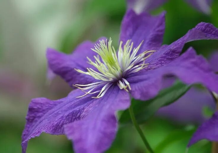 Клематис рапсодия фото Clematis 'Rhapsody' is a compact deciduous climber with large, sapphire blue flo