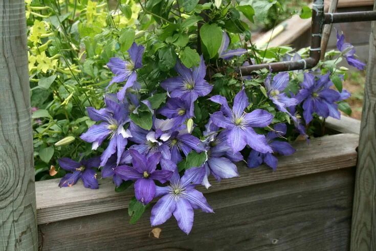 Клематис рапсодия фото и описание Photo of the bloom of Clematis 'Rhapsody' Clematis, Clematis care, Growing flowe