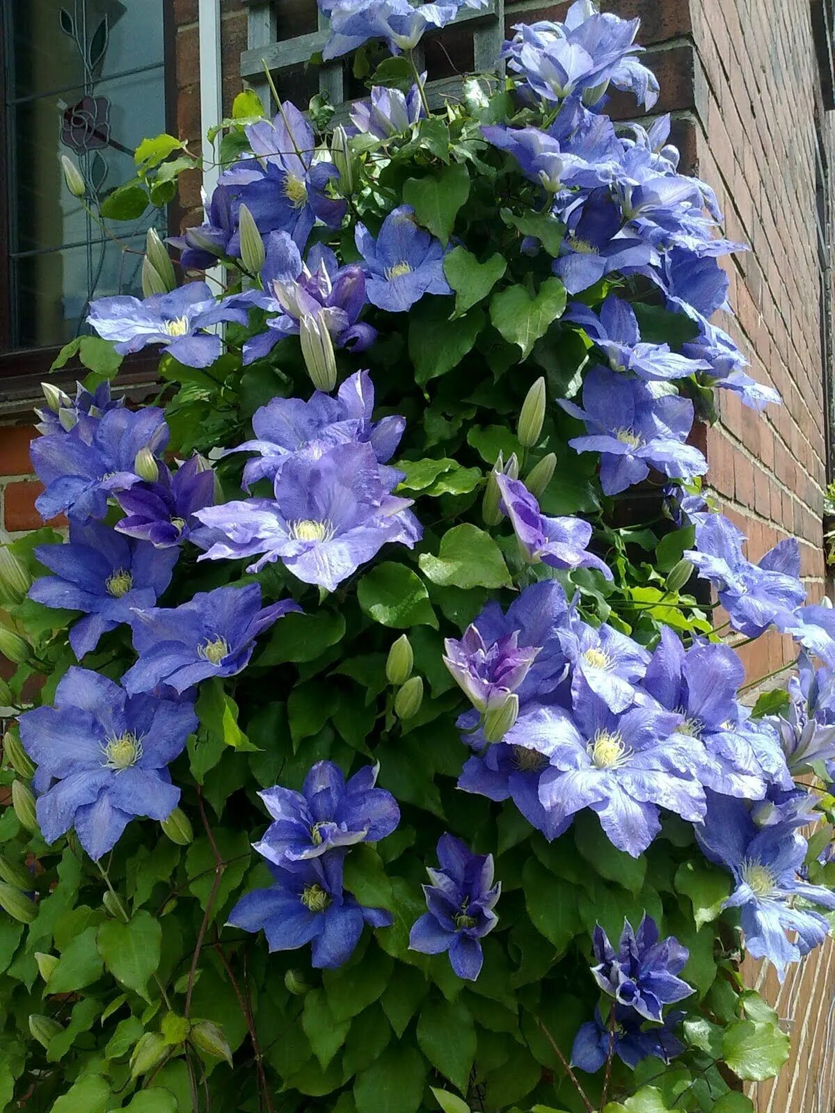 Клематис рапсодия фото и описание Clematis 'Rhapsody' ......................................... Full to Part Sun; 