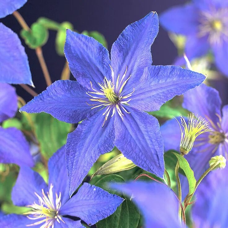Клематис рапсодия фото и описание Klematis 'Rhapsody' krukodlad Clematis, Garden center, Clematis vine
