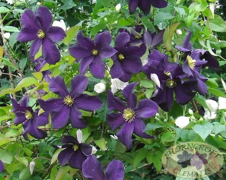 Клематис распутин фото и описание отзывы clematis romantika Clematis, Bloom, Flowers