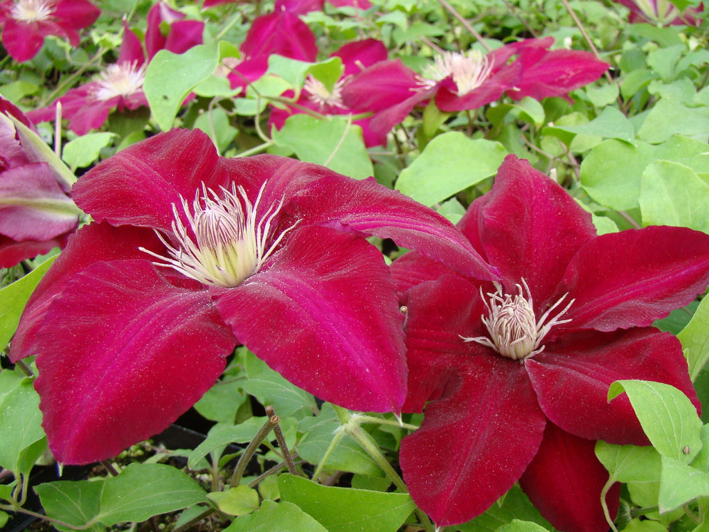 Клематис ребекка фото Clematis Rebecca Brushwood Nursery, Clematis Specialists