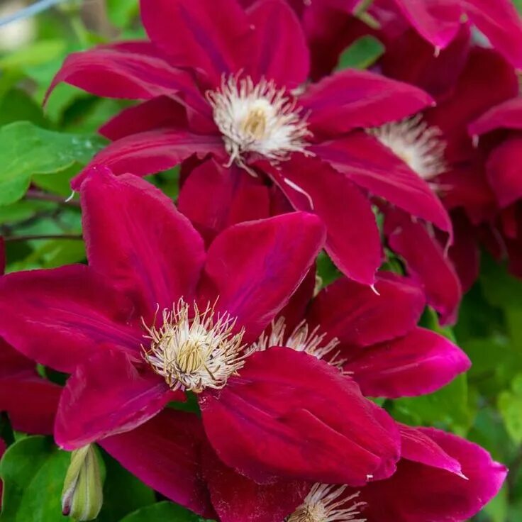 Клематис ребекка фото Gardens Alive! Bareroot Rebecca Clematis Lowes.com in 2021 Clematis flower, Clem